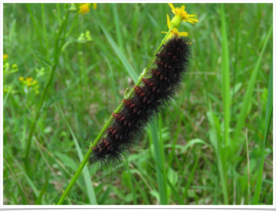 Hypercompe scribonia
Giant Leopard Moth
Cumberland County, Tennessee